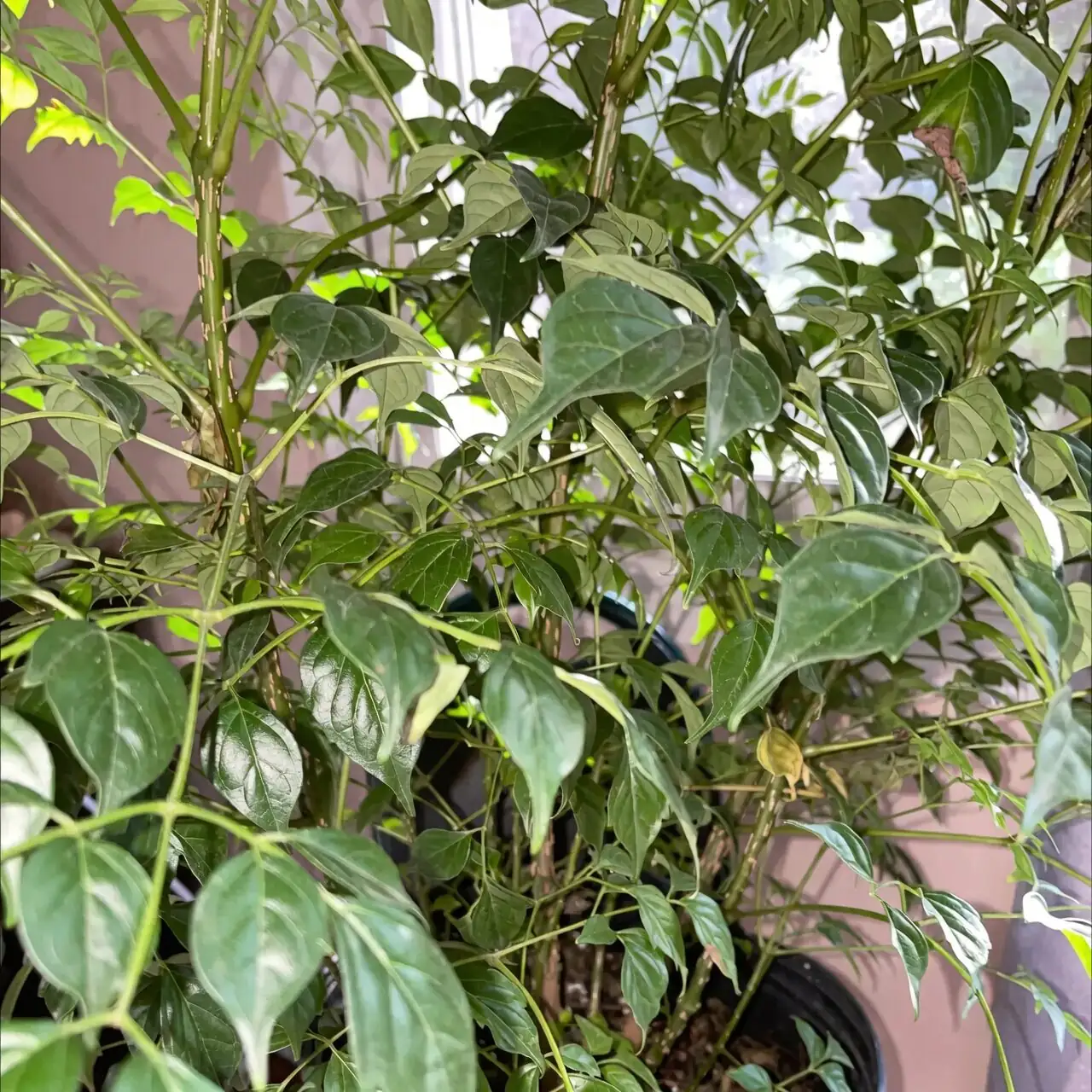 China Doll tip cuttings trimming
