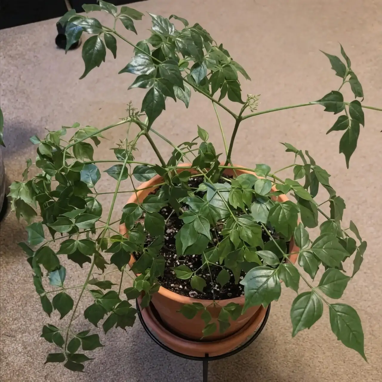 china doll plant soil moisture check