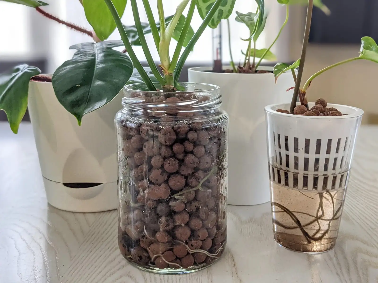 Crystal Stones, Clear Water: Build a Thriving Semi-Hydro China Doll (Minus the Mess)
