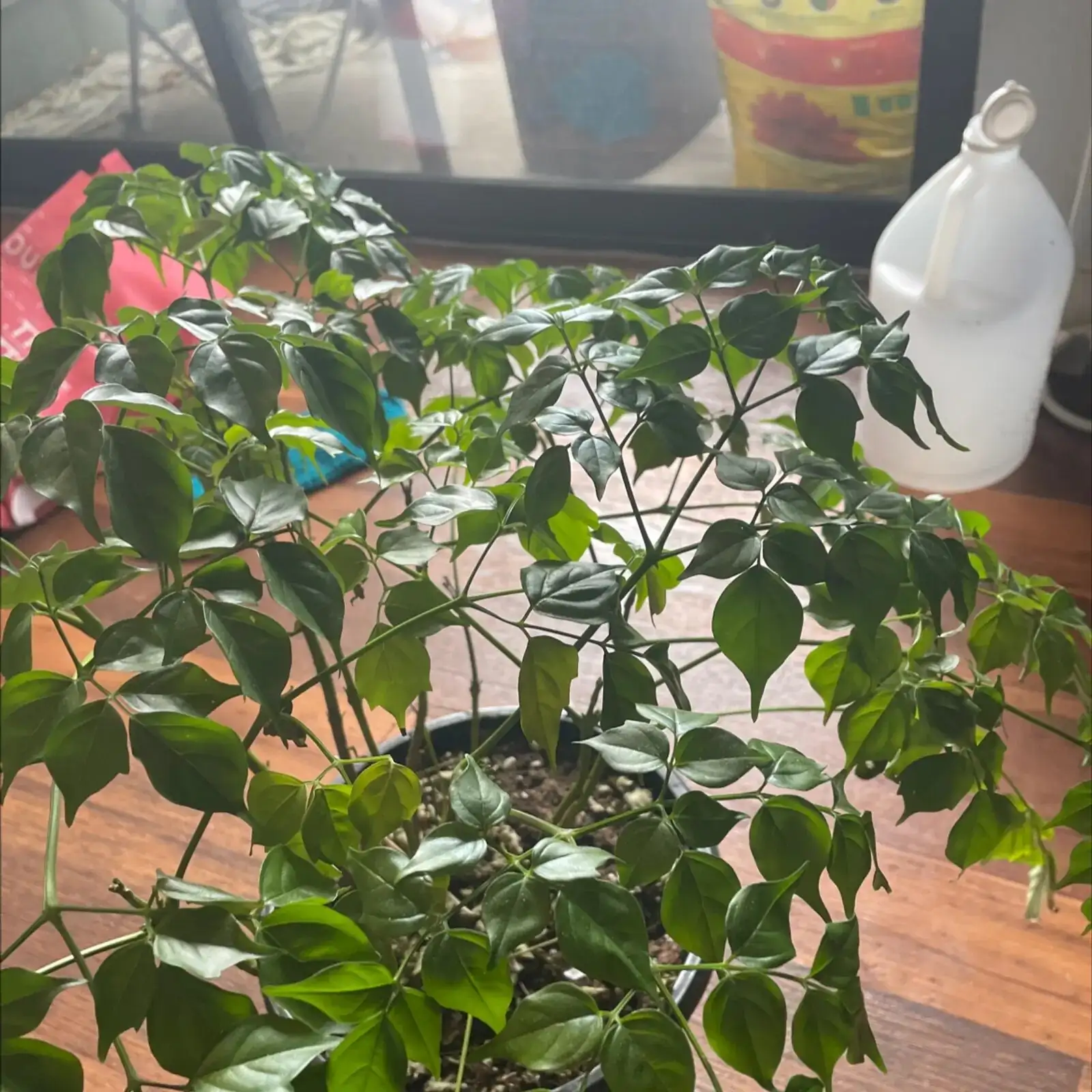 china doll plant roots rinsing sink
