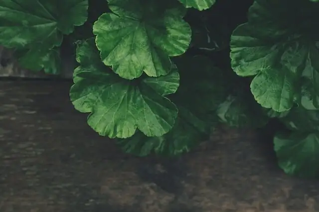 China doll plant glossy leaves close-up