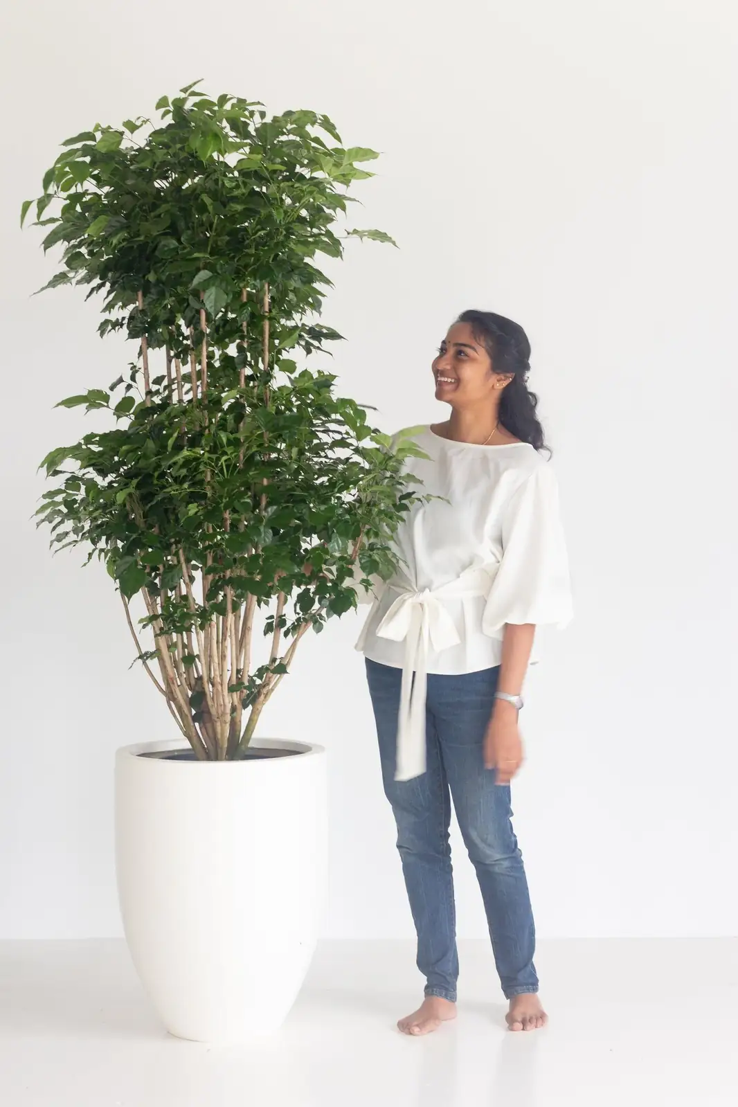 China doll plant semi hydro in glass