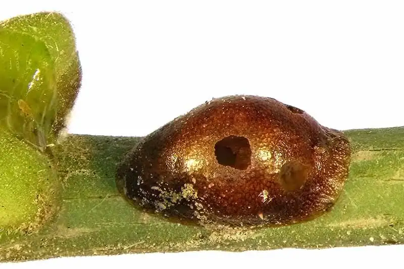 china doll plant scale pests close-up