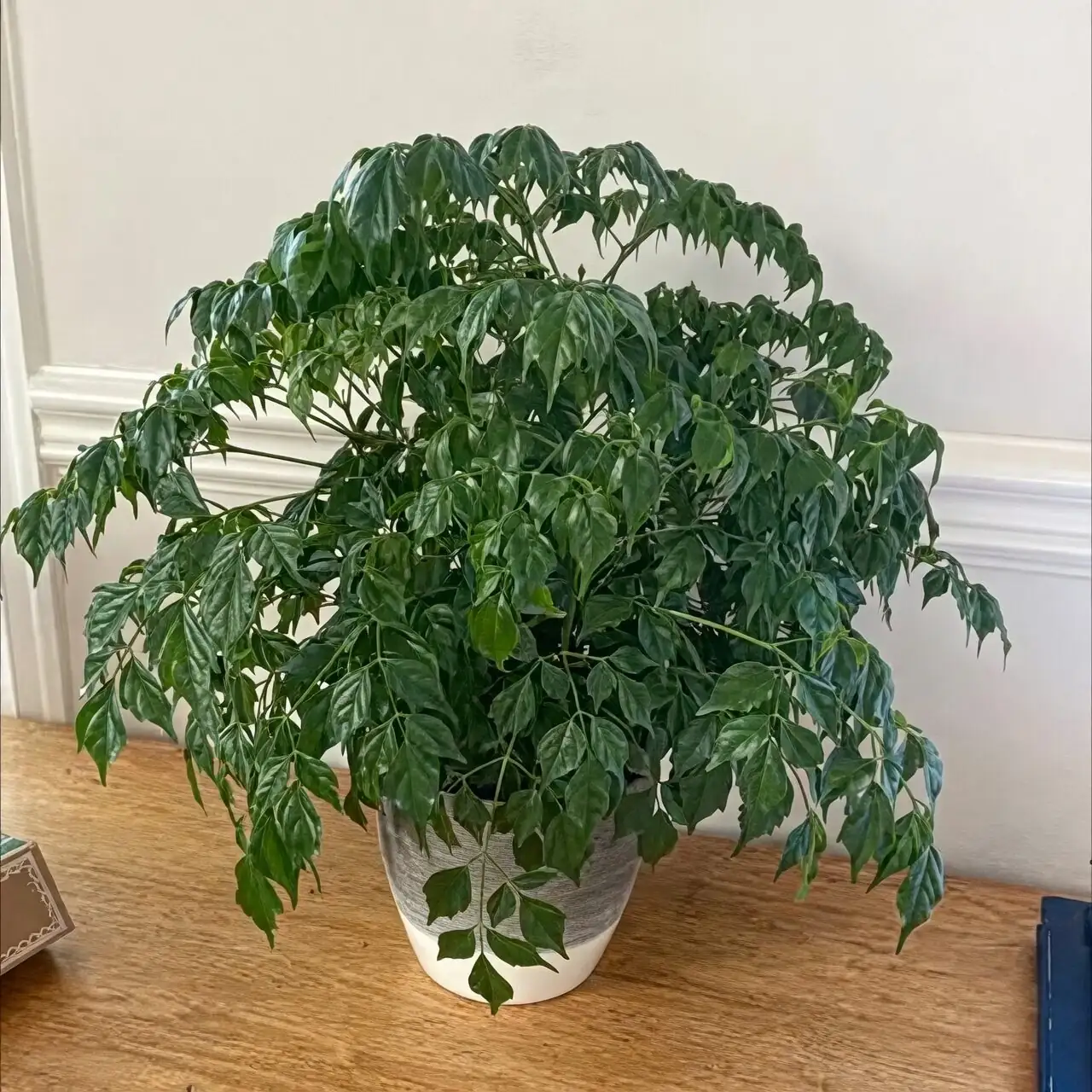china doll plant paper sleeve transport
