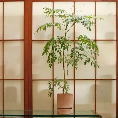 china doll plant bright window sheer curtain