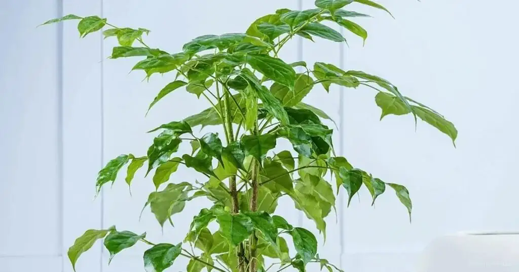 china doll plant pinching new growth