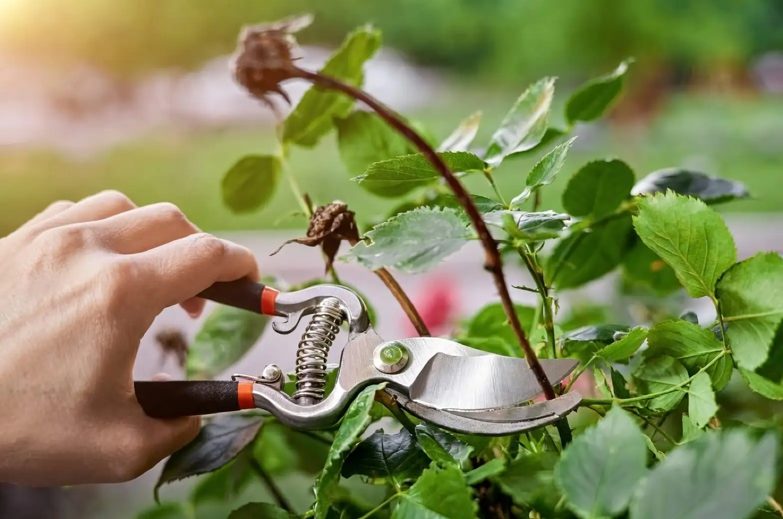 china doll plant pruning crossing branches