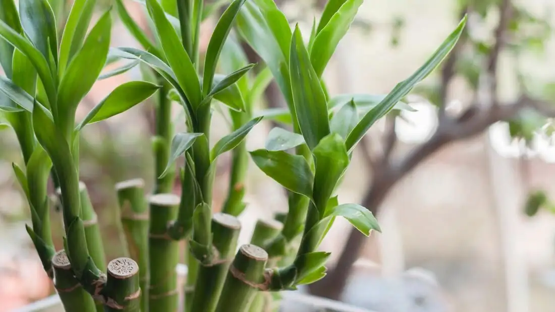 lucky bamboo cane close-up leaves