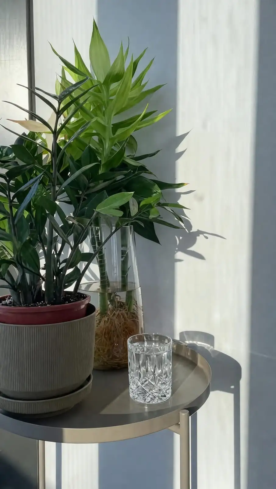 lucky bamboo in glass vase pebbles