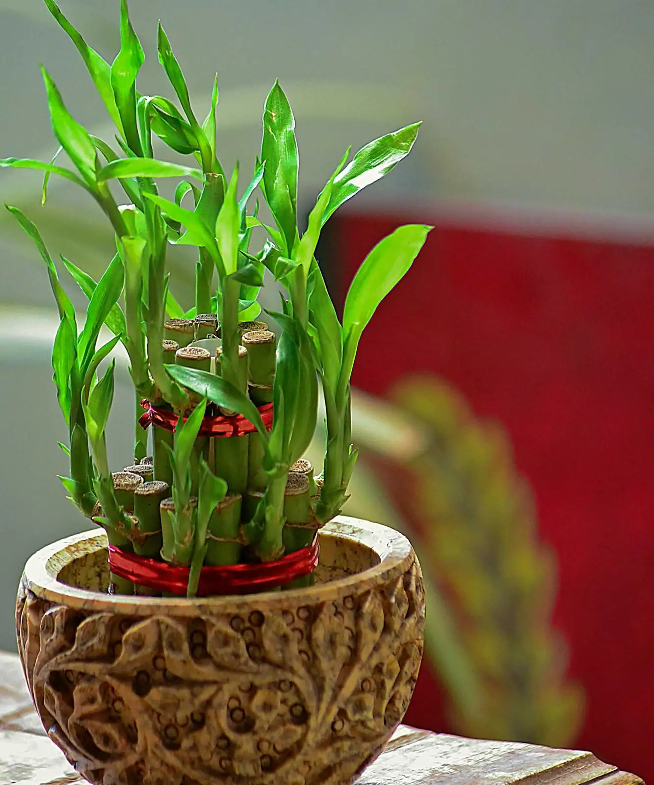 lucky bamboo in pot with drainage