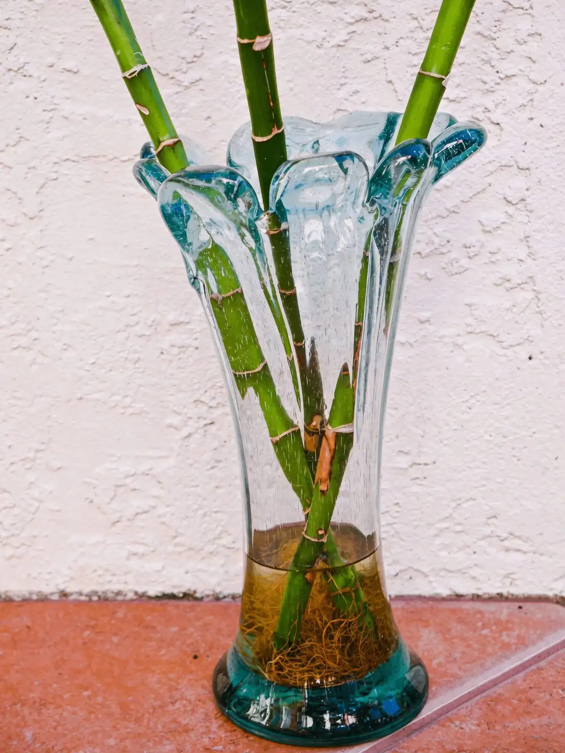 lucky bamboo roots trimming close-up