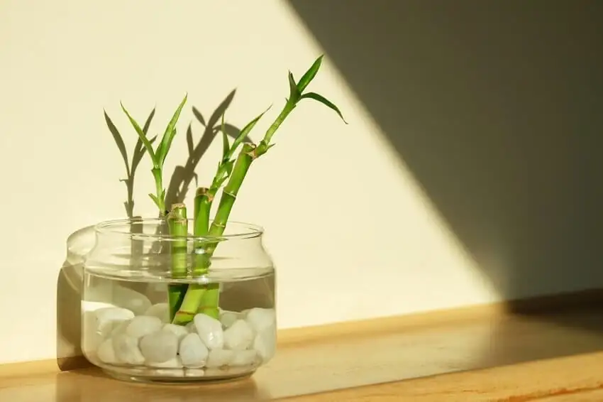 lucky bamboo hand shadow test