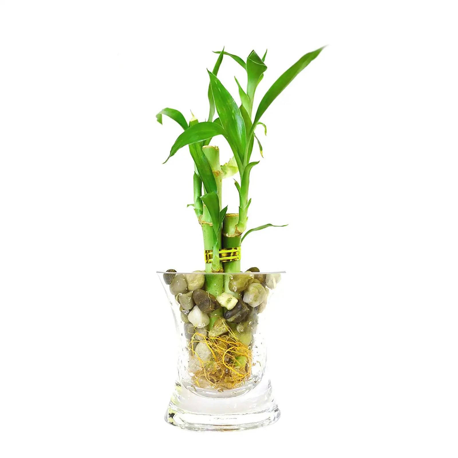 lucky bamboo water vase pebbles