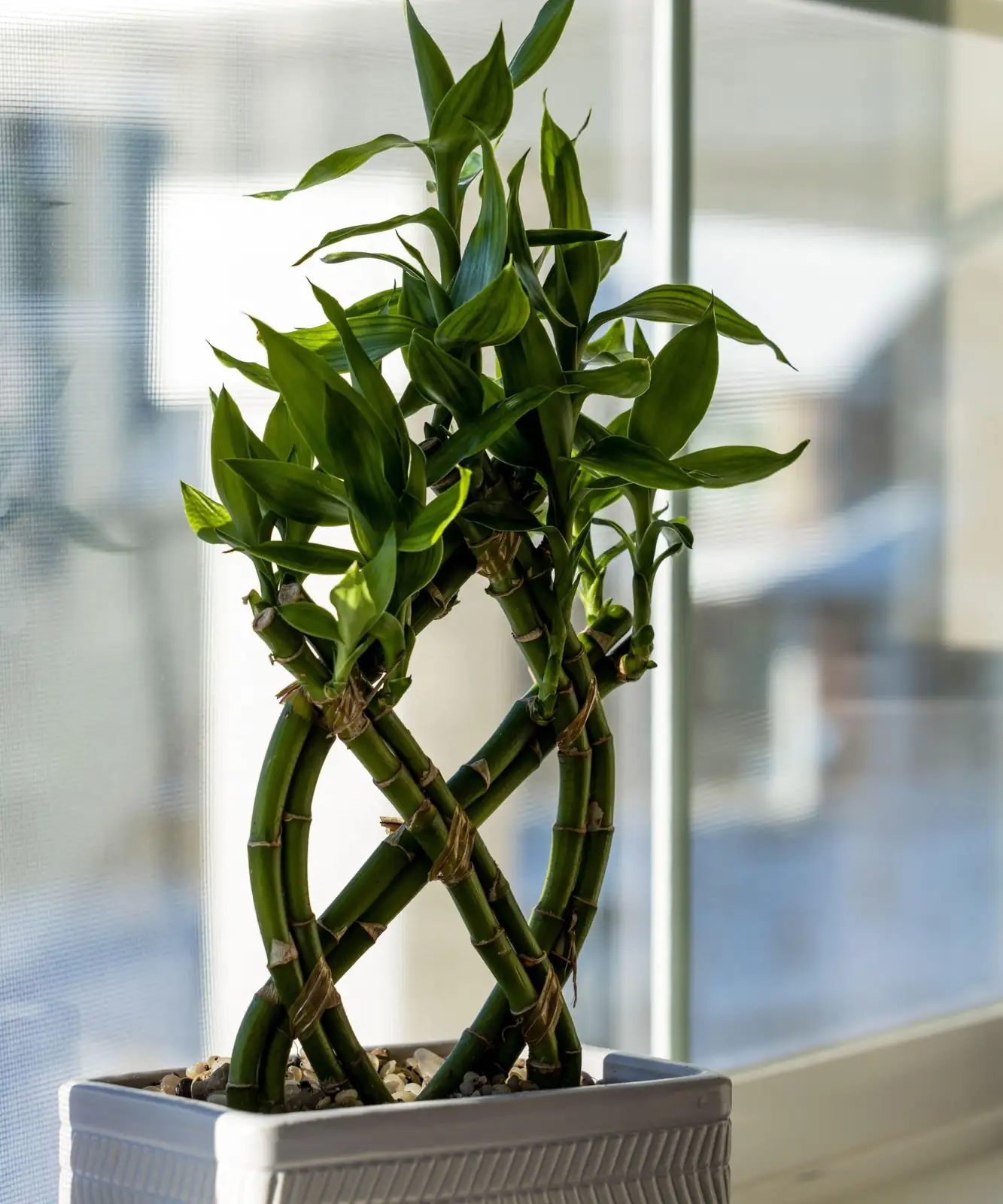 Your Year‑Round Game Plan: The Lucky Bamboo Seasonal Care Calendar