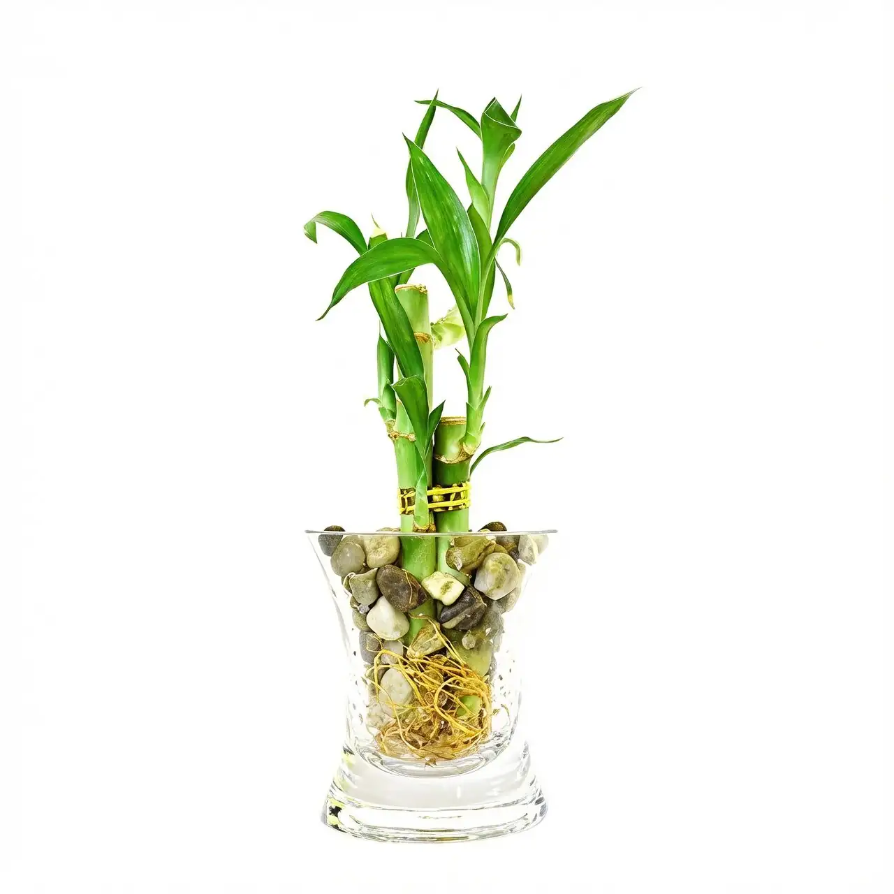 lucky bamboo glass vase pebbles