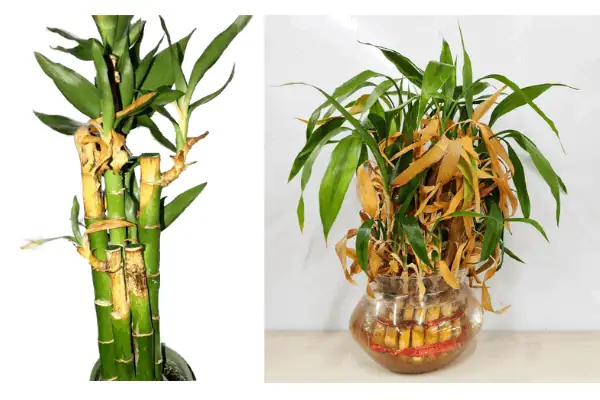 Crispy Tips, Yellow Canes? The Lucky Bamboo ER: Diagnose and Fix in 24 Hours
