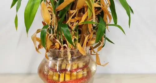 lucky bamboo vase cleaning pebbles