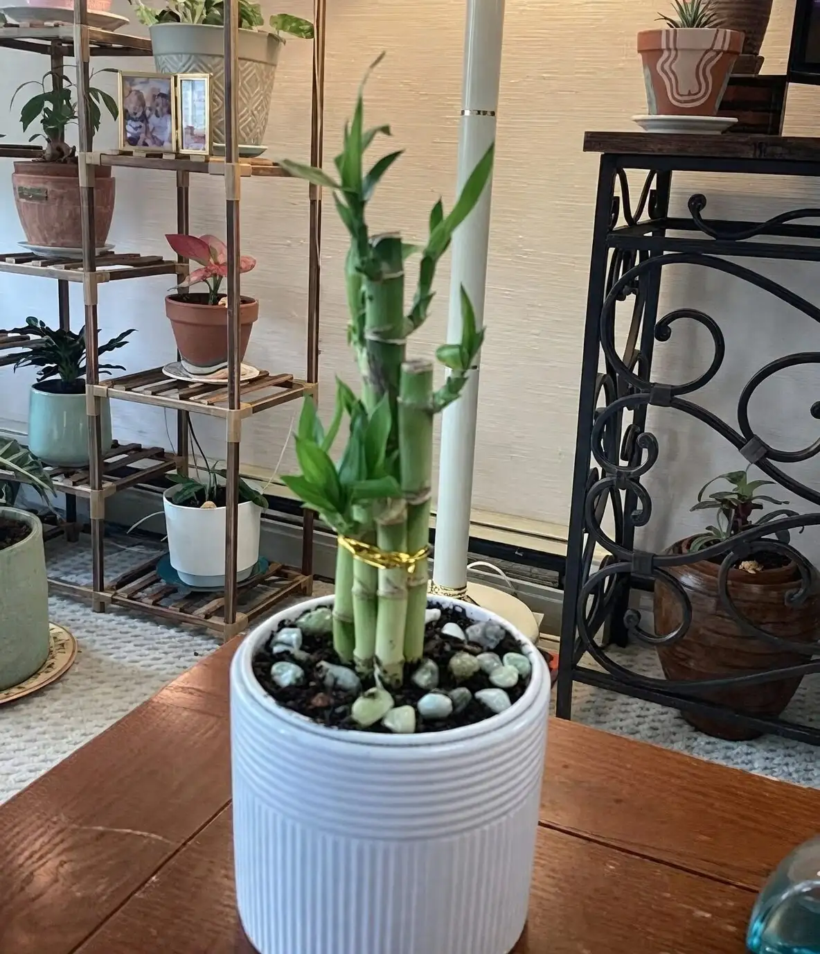 lucky bamboo sun scorch window