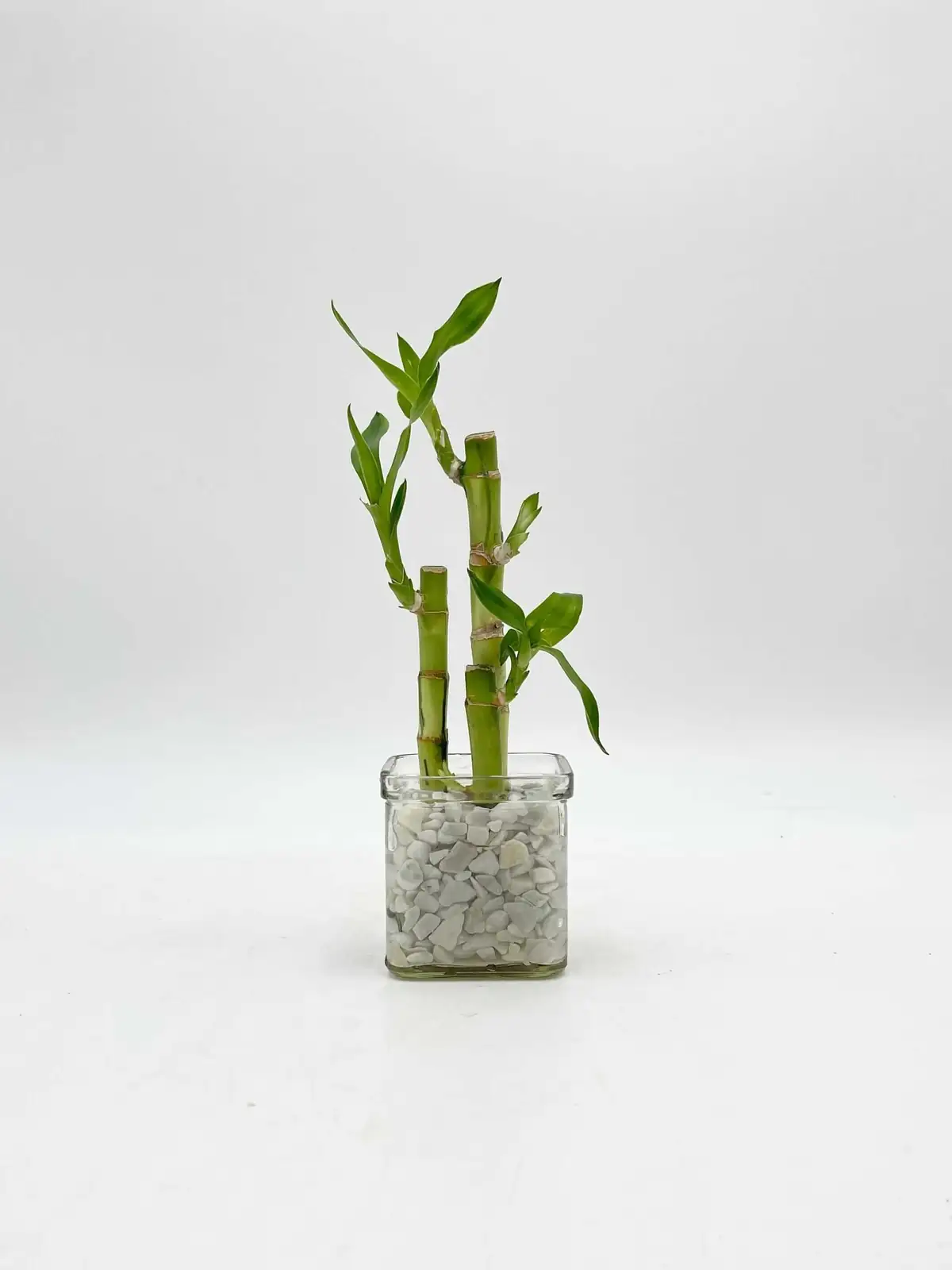 Invisible Invaders: Scale, Thrips, and How to Evict Them from Lucky Bamboo—for Good