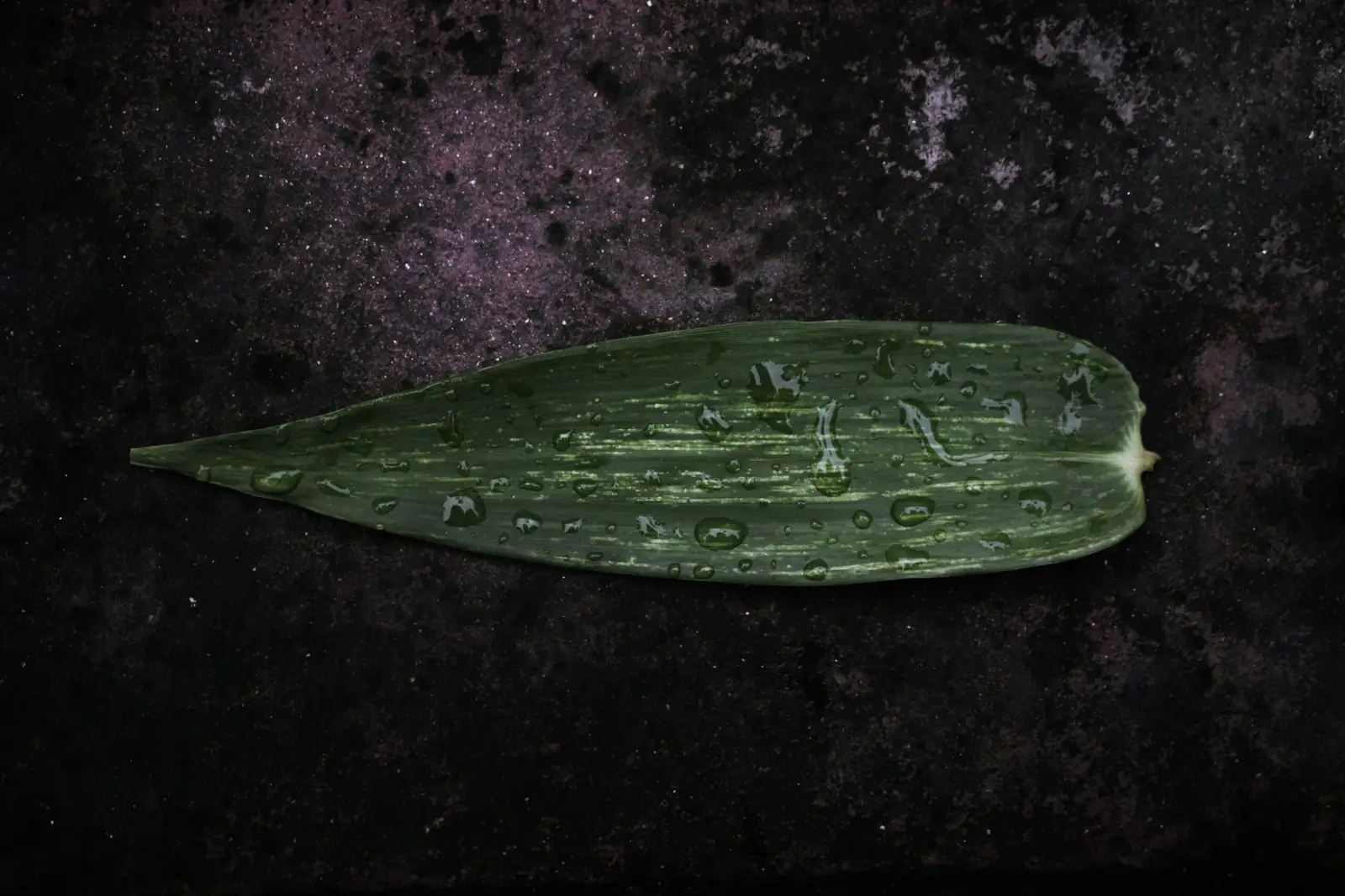 lucky bamboo scale insects macro