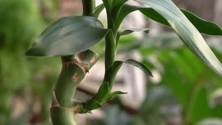lucky bamboo thrips damage closeup