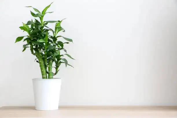 lucky bamboo isolated on shelf