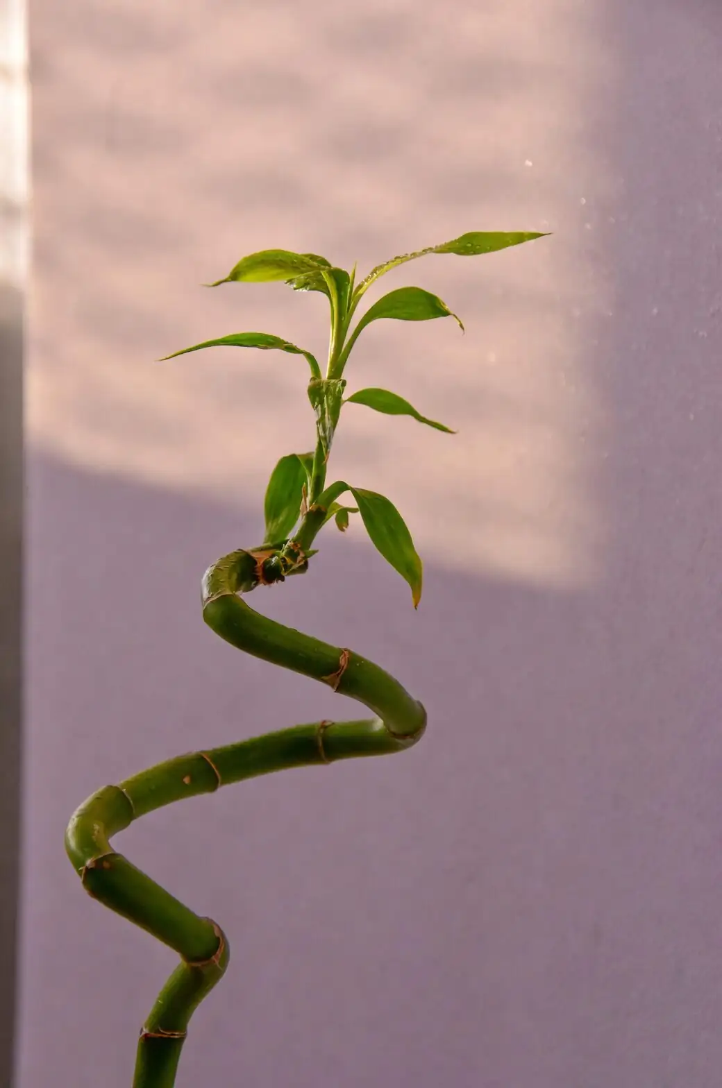 lucky bamboo roots cleaning vase