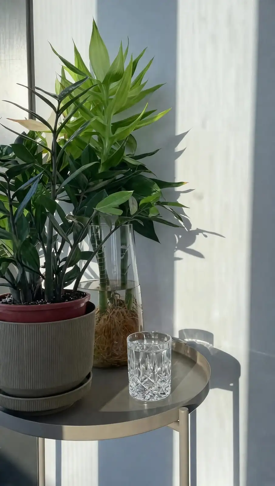 Bamboo Impostor to Global Icon: The West African Dracaena That Conquered Feng Shui