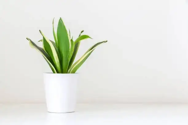 dracaena sanderiana West African understory