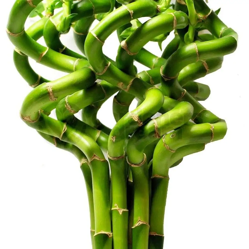 lucky bamboo spiral training window light