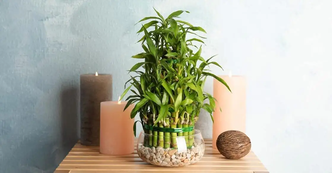 lucky bamboo red ribbon arrangement