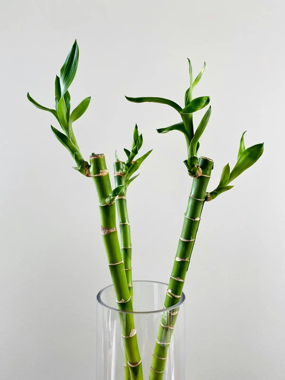 lucky bamboo roots in glass vase