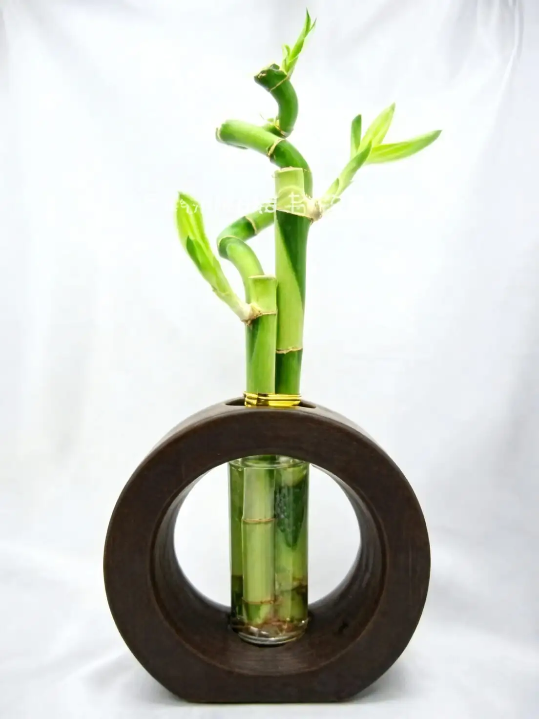 Why Does Lucky Bamboo Spiral? The Light‑Training Trick Anyone Can Try at Home