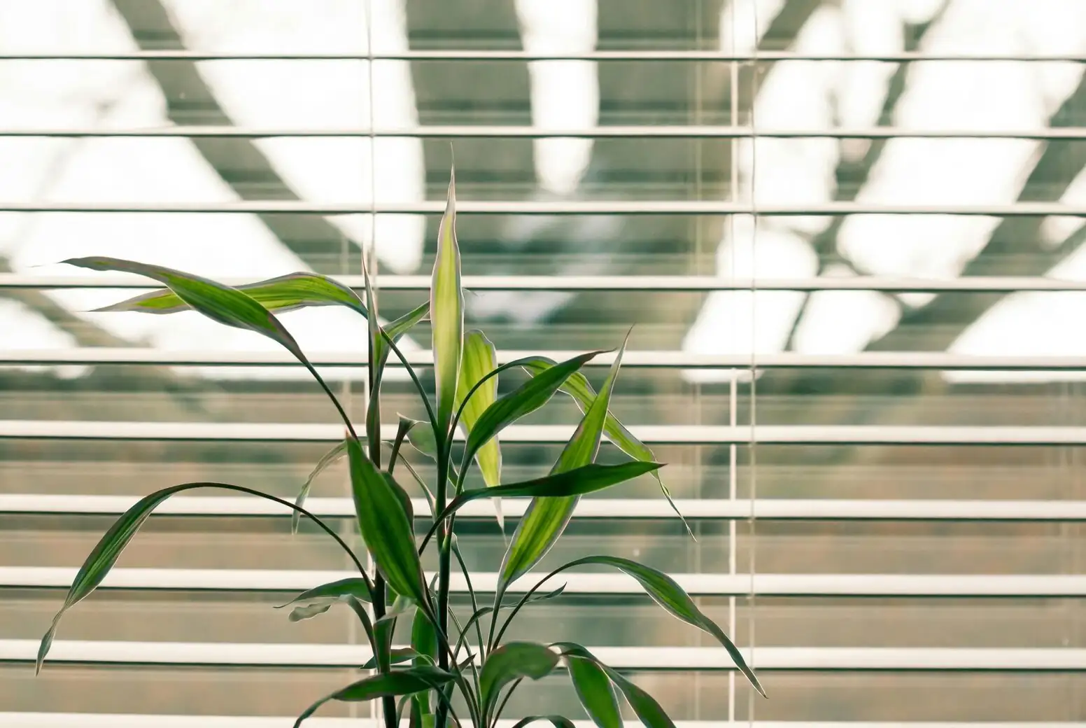 lucky bamboo bending toward window