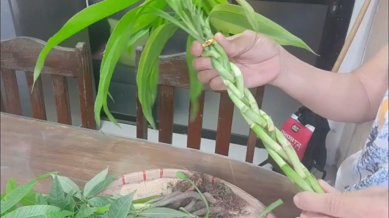 lucky bamboo braiding hands close-up