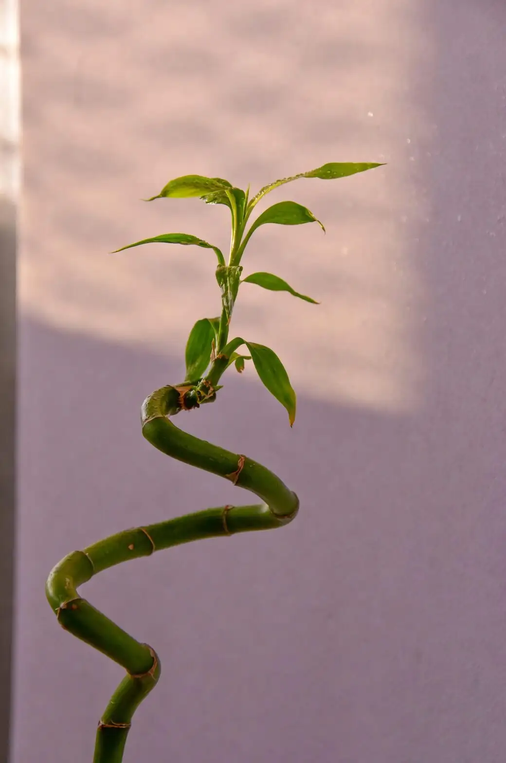 lucky bamboo water propagation roots