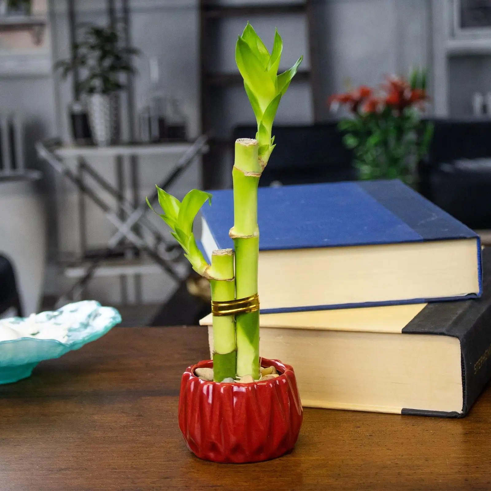 Decoding Lucky Bamboo’s Flower Language: Why 3, 5, or 8 Stalks Promise Different Blessings