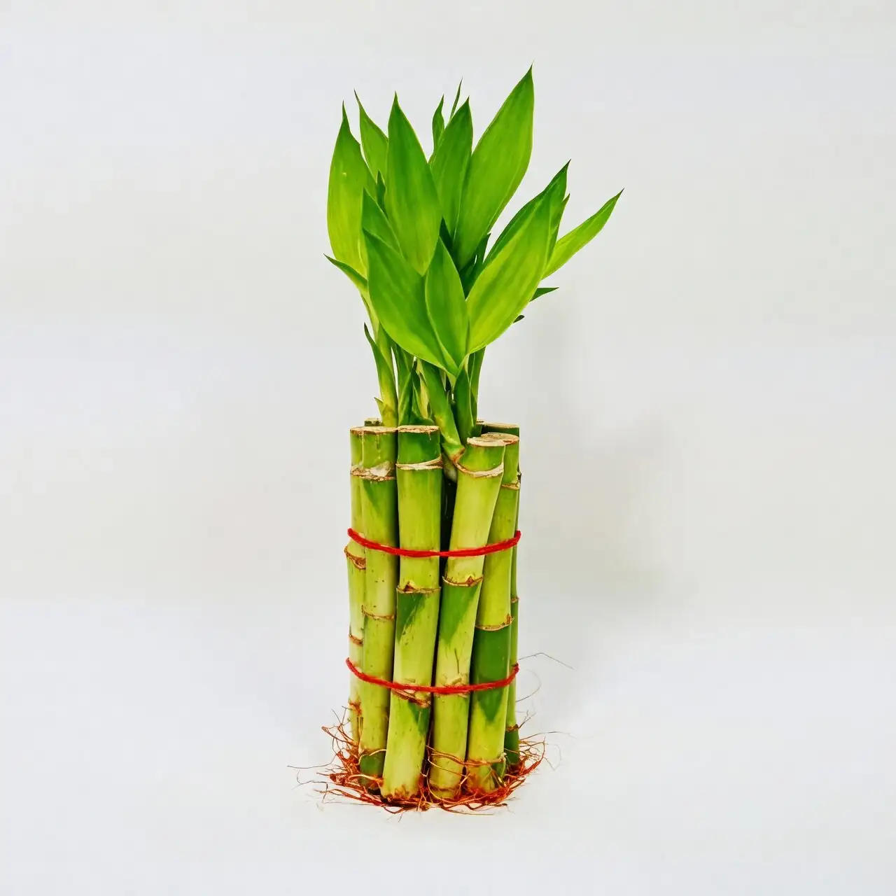 lucky bamboo multiple stalks tied