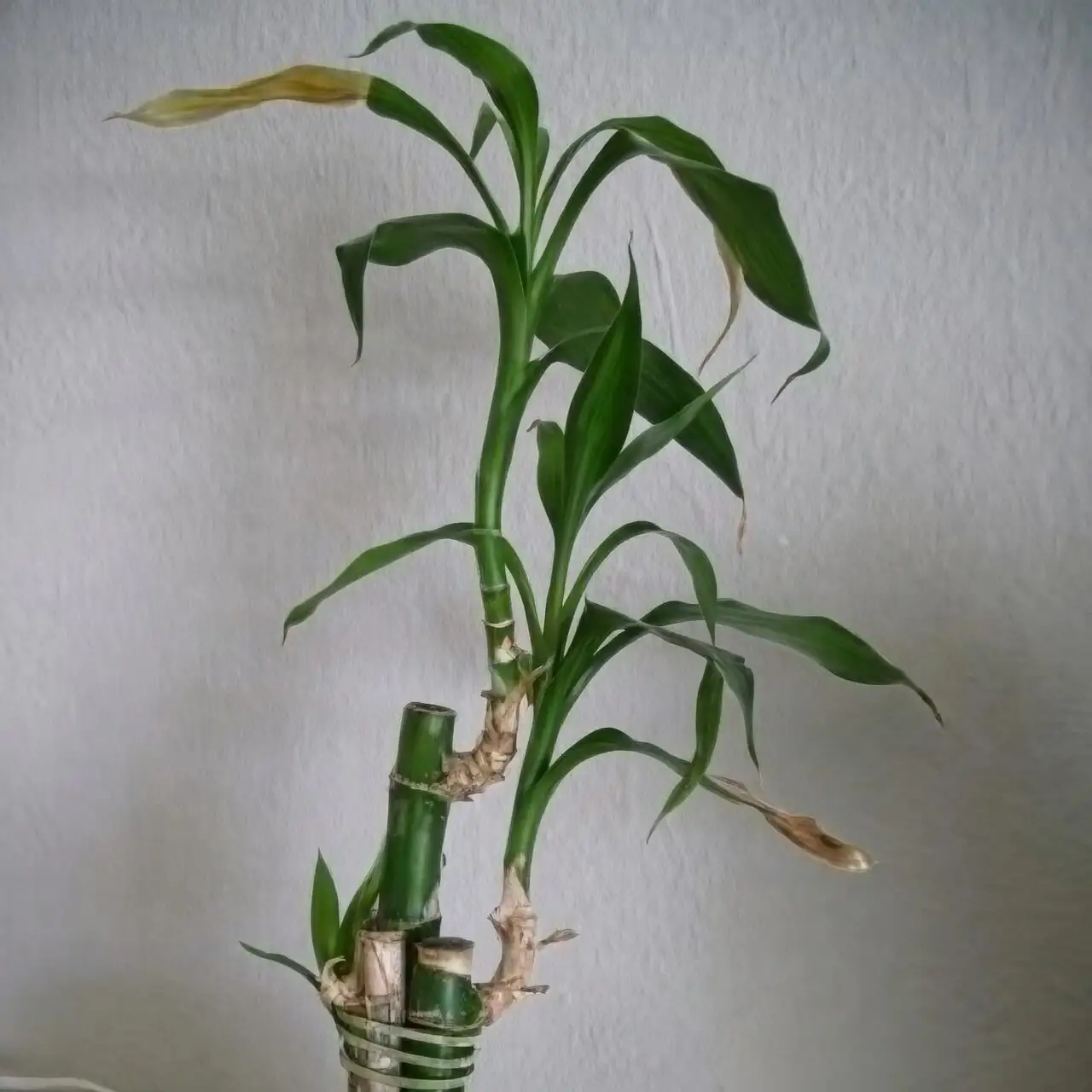 lucky bamboo node cutting close-up