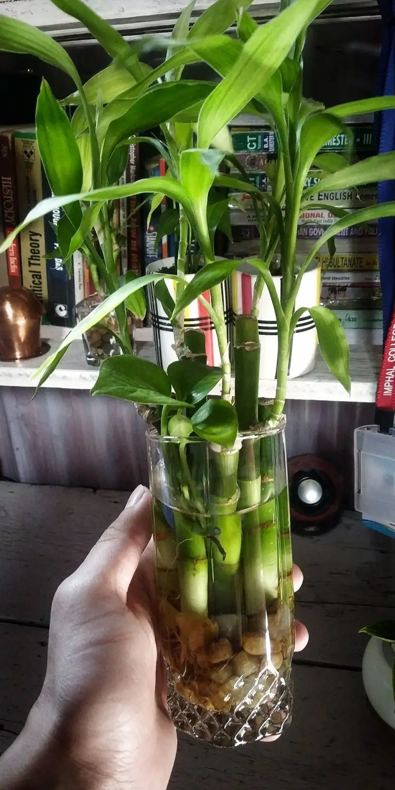 lucky bamboo water rooting vase