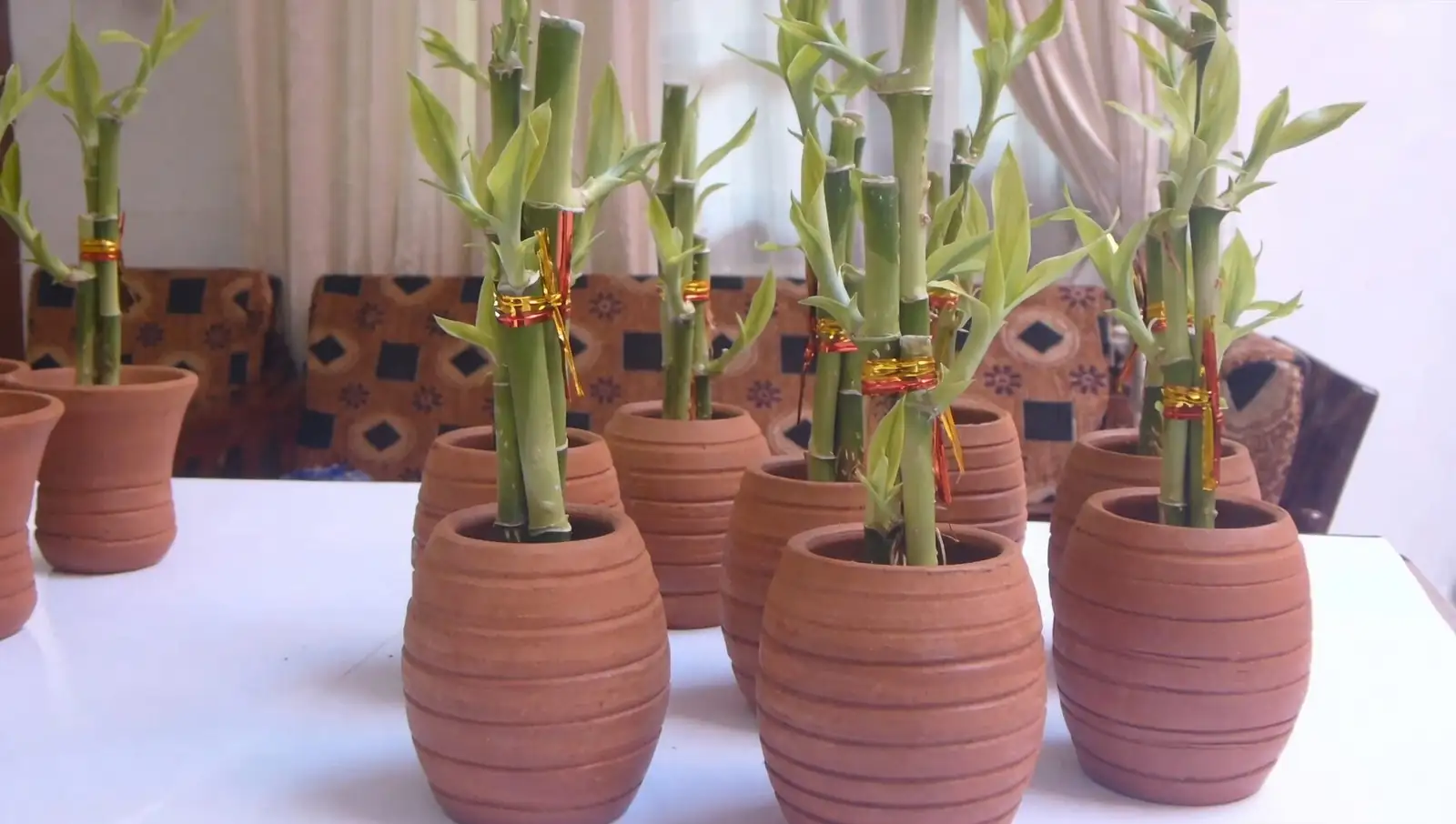 lucky bamboo cuttings in perlite mix