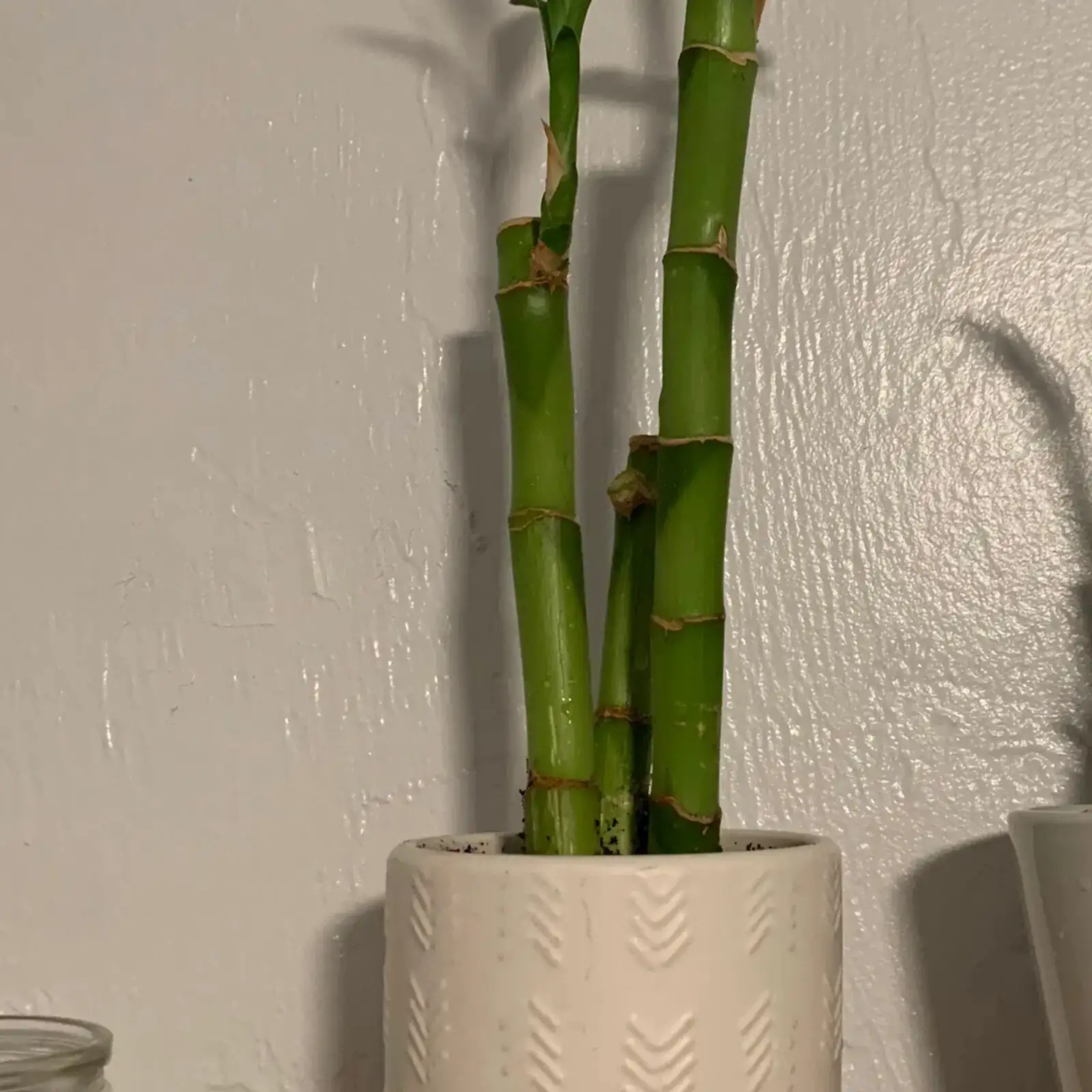 lucky bamboo repotting with white roots