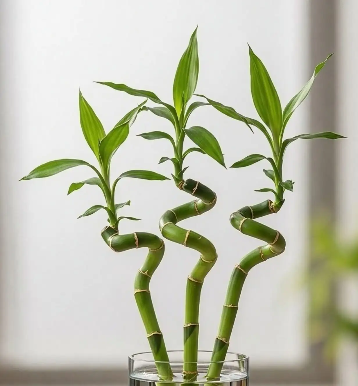 lucky bamboo spiral in tall cylinder