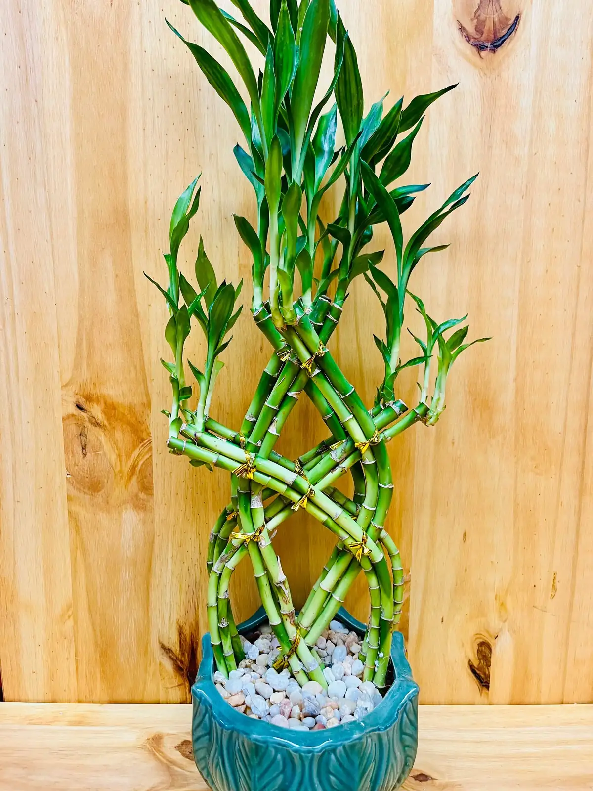 lucky bamboo braided trio pebble bowl