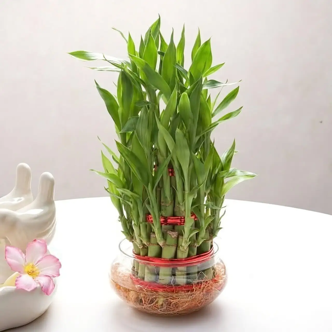 lucky bamboo small vase office desk