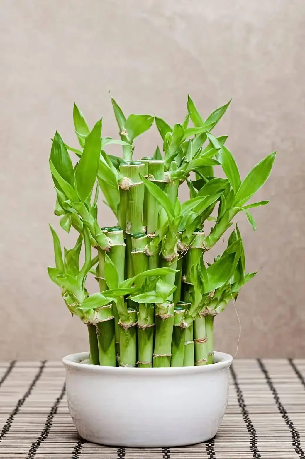 lucky bamboo node close-up