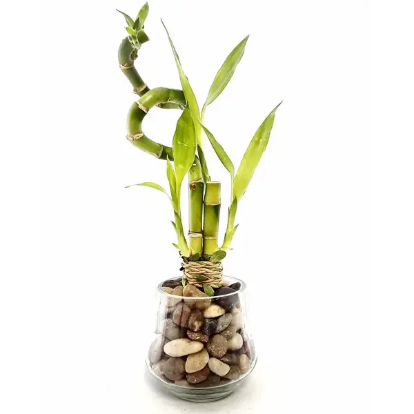 lucky bamboo spiral glass vase