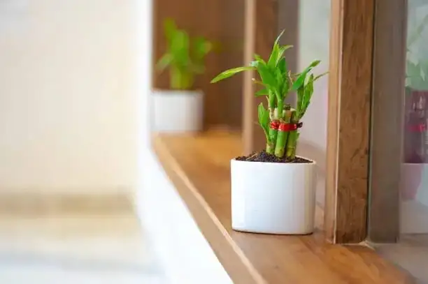 lucky bamboo in glass cabinet