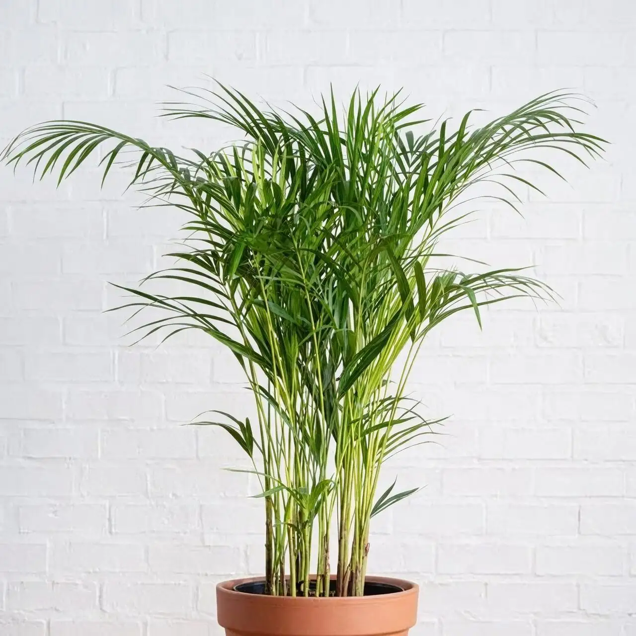 parlor palm indoor minimalist pot