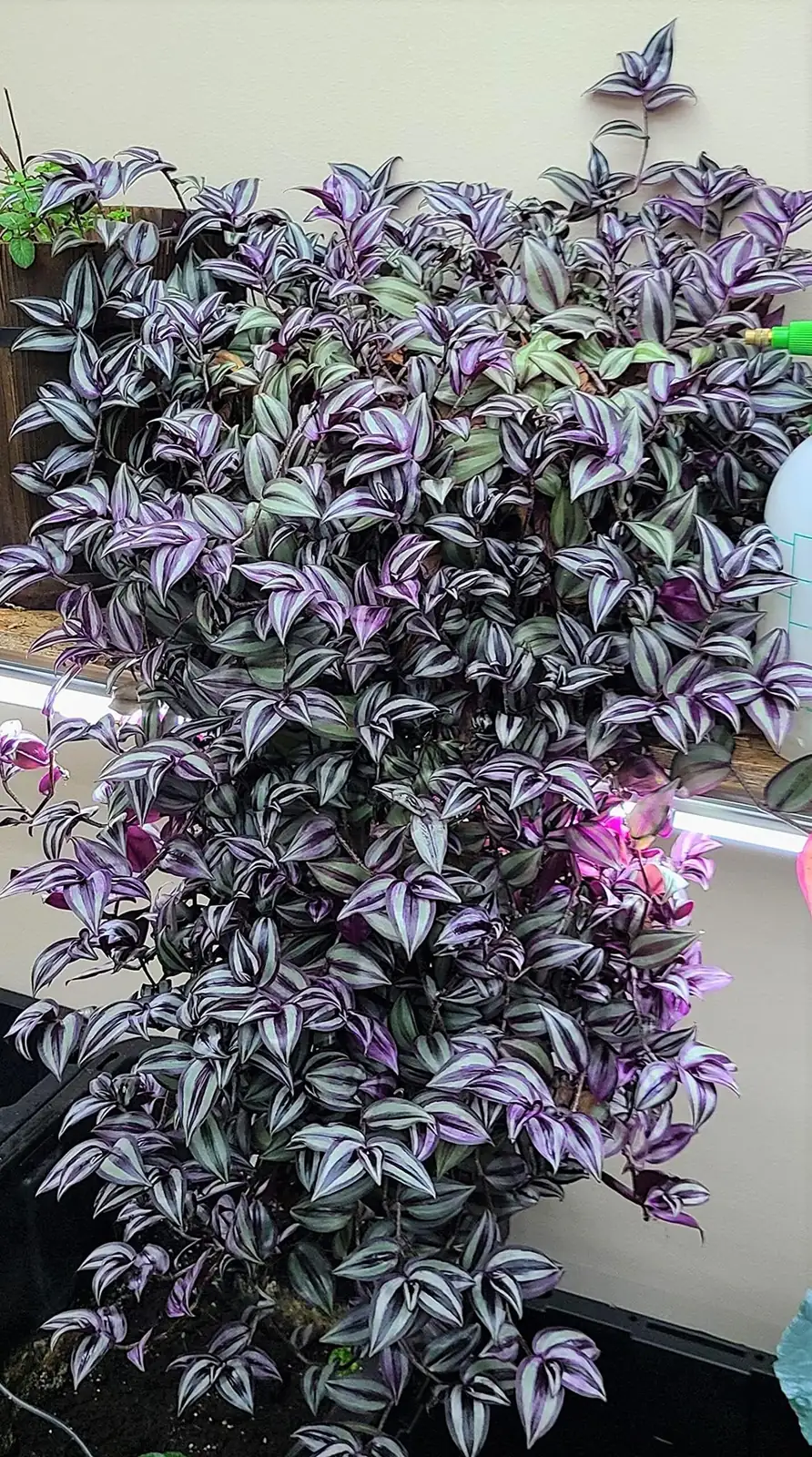tradescantia zebrina near east window